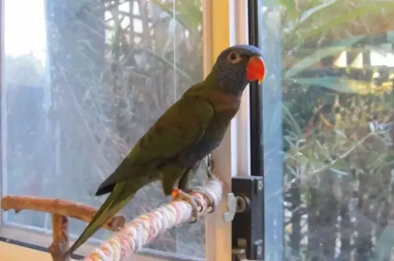 Lost pets , photo: Lost Blue Lorikeet: Help Find Our Pet!