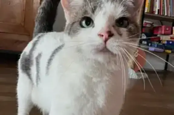 Chatte perdue: Blanche, tigrée, œil abîmé - photo