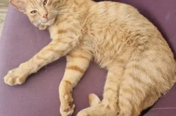 Chat roux/blanc perdu, sociable, Divion - photo
