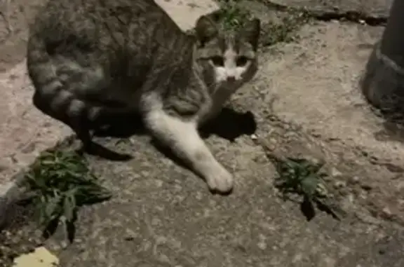 Animales encontrados Reus, foto: Gatito Desaparecido en Ronda de Subirà, Reus
