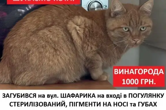 Зникла кішка у Львові: винагорода 1000 грн