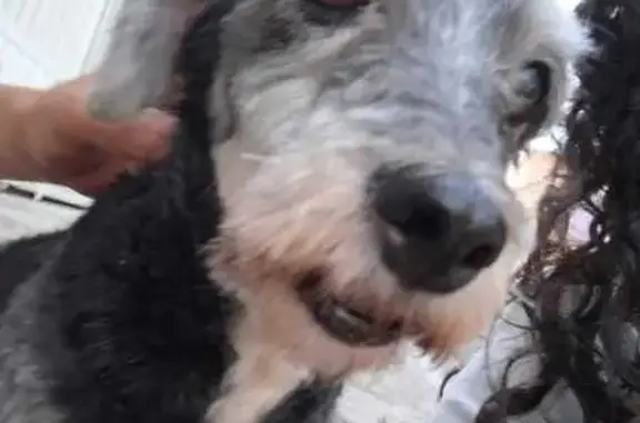 cachorro desaparecida