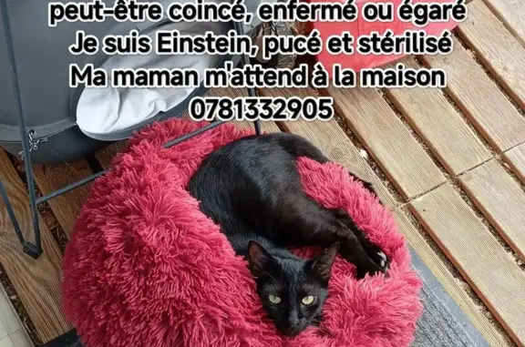 Chat noir craintif perdu à Issoire - photo