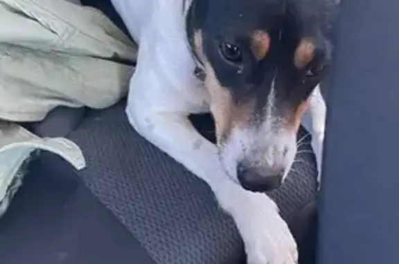 Jack Russell encontrado en Mot...