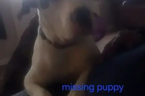 Lost Dog: Black & White, Pink Collar, Lillington