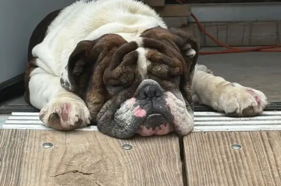 Lost Brindle & White Dog: Ted in 16011