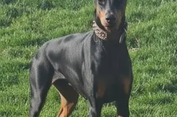 Lost Dog: Friendly, Pointy Ears & Stubby Tail