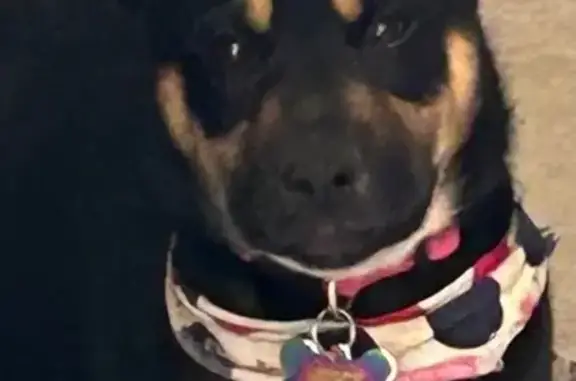 Lost Dog Luna: Pink Collar, Wellsville