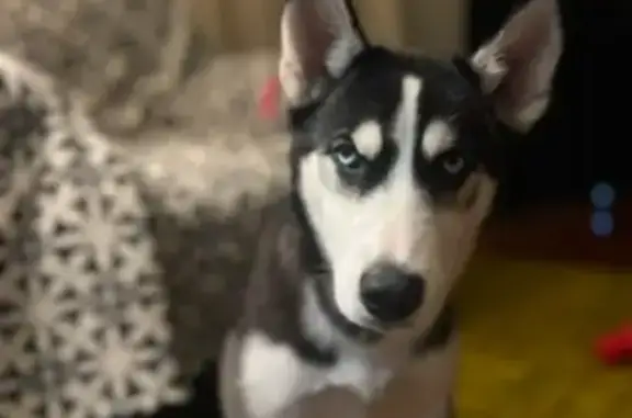 Lost Dog in Blytheville: Blue Eyes & Black Tail