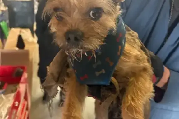 Found dog , photo: Found Dog: Brown, Claiborne Ave, Norfolk