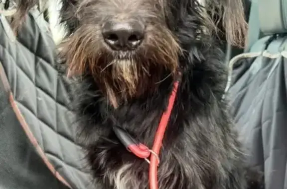 Lost Black Doodle/Terrier in OKC