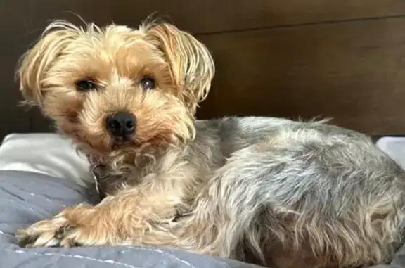 Lost Yorkie: Friendly, Pink Collar, San Antonio
