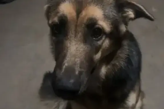 Lost: Friendly 8-Mo German Shepherd Mix