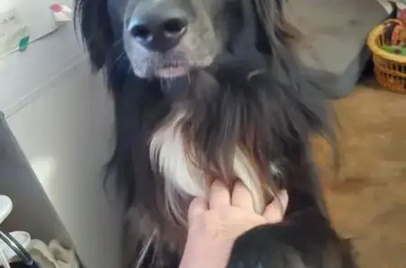 Lost Black Dog: Missing Tail Tip, Baton Rouge