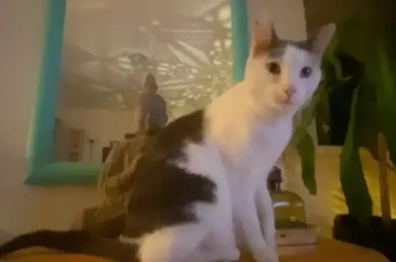 Missing: Beloved Cat from Orient St, Bayonne