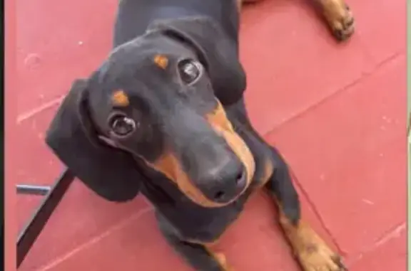 Perra Negra Perdida en Almensilla: ¡Ayuda!