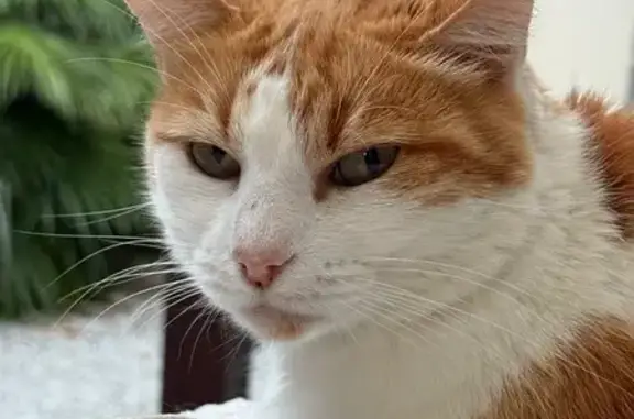 Chatte rousse & blanche perdue à Tarbes - photo