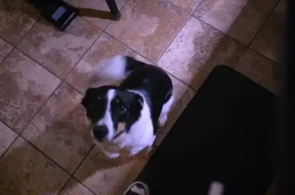 Missing dog Missoula, photo: Lost Dog: Sweet, Shy Pup on River Rd