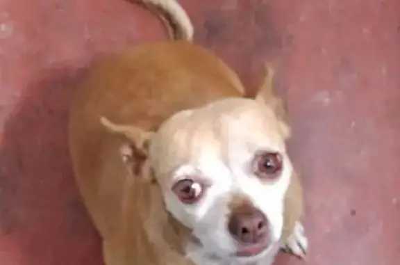 Búsqueda de mascotas, foto: Perro Chihuahua Viejito Encontrado en CDMX