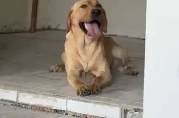 Friendly Yellow Lab Lost on Stave Mill Rd