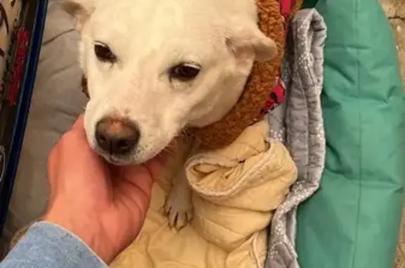 Perro Blanco y Dócil Encontrad...