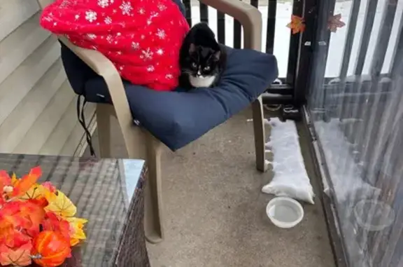 Found cat West Allis, photo: Friendly Cat Found on South 103rd St