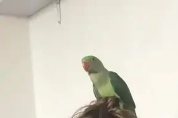 Lost Talking Bird on Withers St, Lake Macquarie