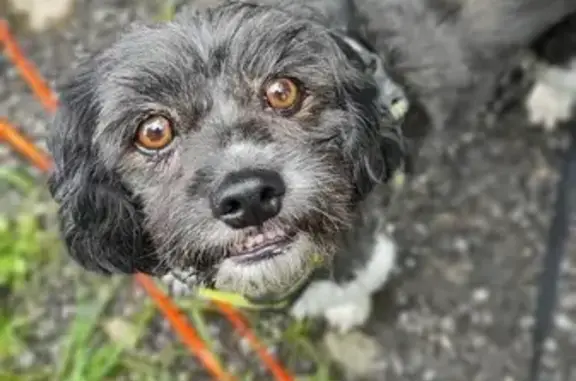 Animaux perdus , photo: Chien perdu à Corbonod, craintif, harnais