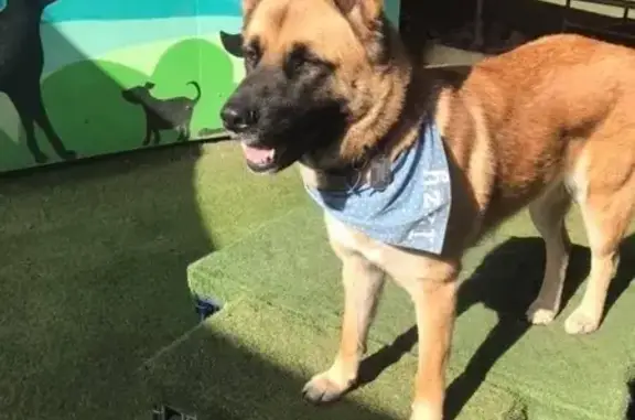 Help Find Izzy: Lost Dog in Wyndham City