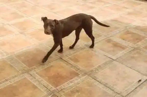 Perro Café Perdido en Chimalhuacán, LT4