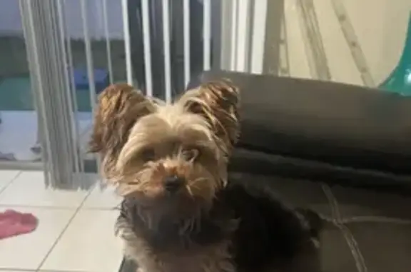 Lost Small Yorkie, Celine, in Tampa 12703