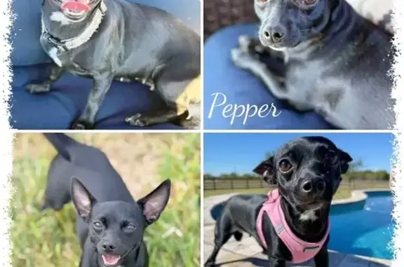 Lost Chihuahua: Black & White, Wanaque