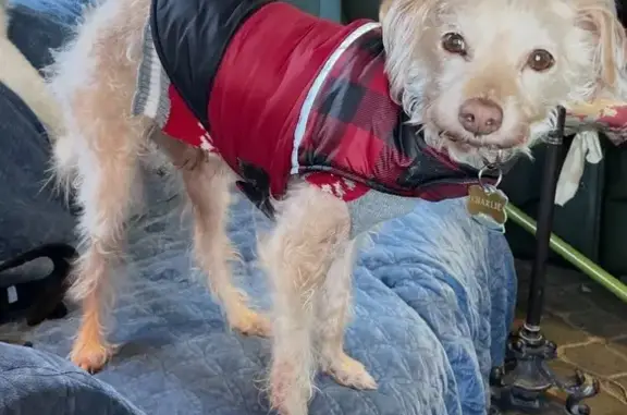 Lost: 13y/o Terrier in Red Jacket, Thomaston
