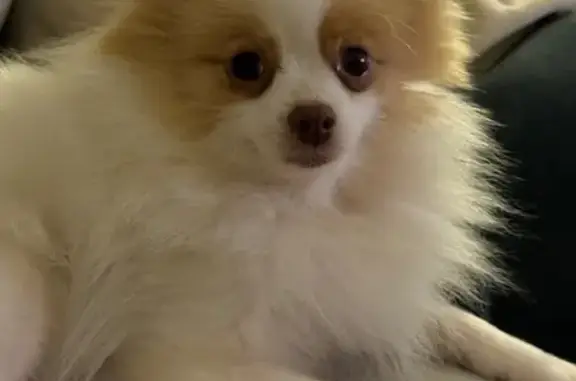 Missing dog Conway, photo: Lost Pomeranian: Pancake in Conway Area