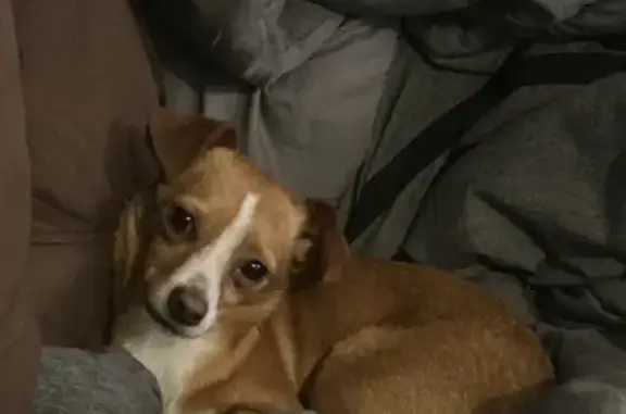 Friendly Carrot-Loving Dog Lost in Garland