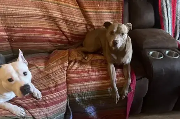 Found dog Little Rock, photo: Found: Sweet Dog Lily in Little Rock