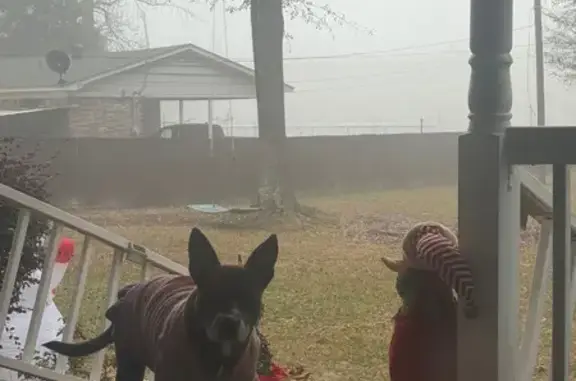 Found dog Arkansas City, photo: Found: Gray & White Spotted Dog in LR