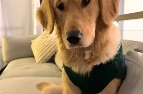 Lost Dog: Beige Harness, Rue Wellington