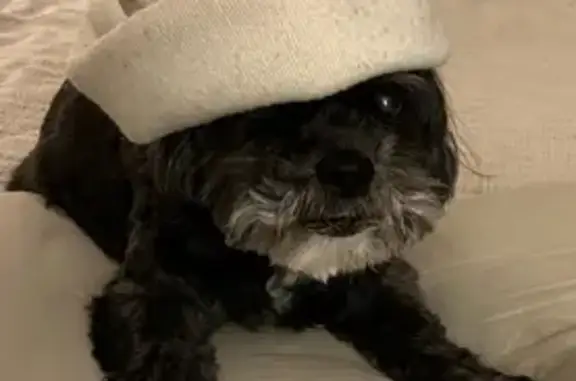 Lost Dog: Black with Gray Goatee in TN