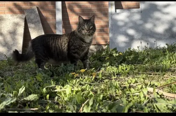 Friendly Lost Cat: White Paws & Wimpy Meow