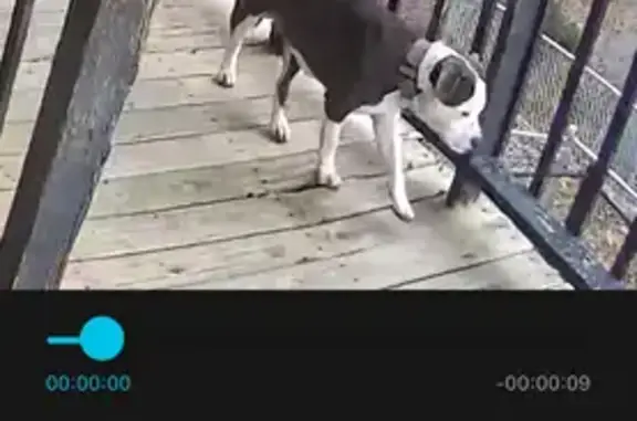 Found dog Charleston, photo: Found Dog: Sweet Grey & White on Arnold Dr