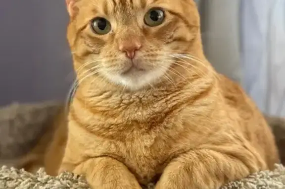 Lost Orange Tabby: Tobi Needs Help!