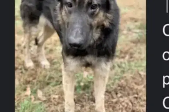 Lost Skittish Black German Shepherd