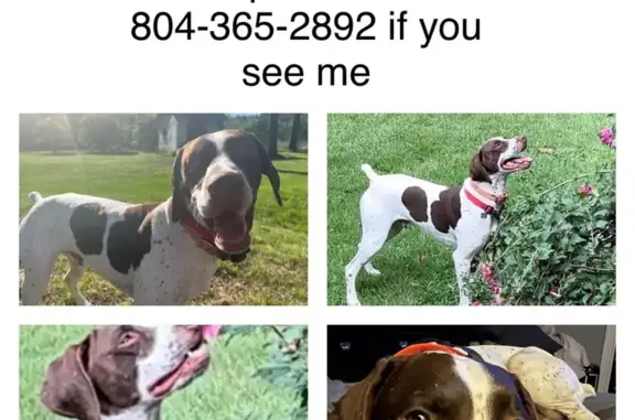 Lost GSP Dog - Seizures, Needs Meds