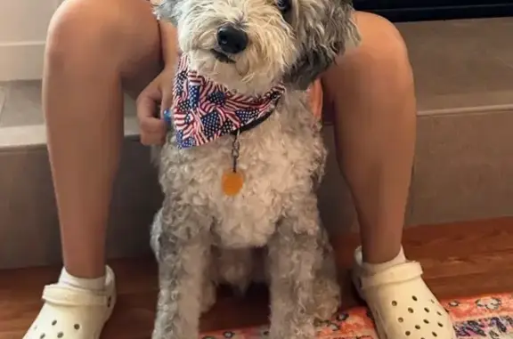 Lost Aussie-Doodle: Silver & White, Floyds Knobs