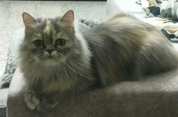 Gatita Gris Perdida en Badajoz: ¡Ayúdanos!