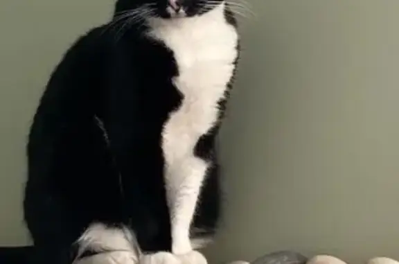 Missing cat , photo: Lost Cat: Green Eyes & Pink-Black Nose