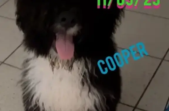 Lost Black Doodle Mix in Cedar Hill, TX