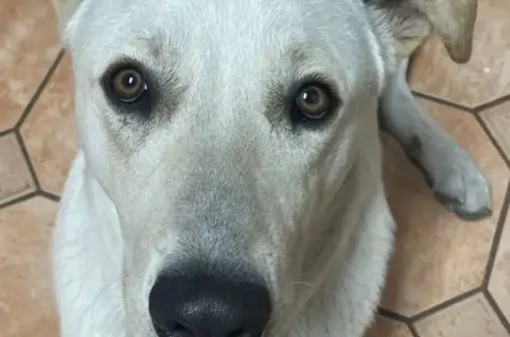 Lost White Labrador Mix - Seabreeze Dr.