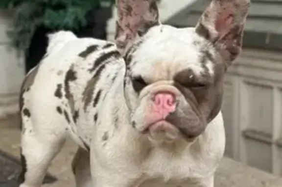 Lost Frenchie: White/Grey Spots, El Cajon